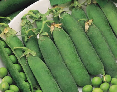Little Marvel Pea Seeds